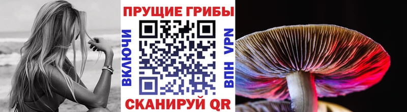 где купить   Камень-на-Оби  kraken ONION  Псилоцибиновые грибы прущие грибы 